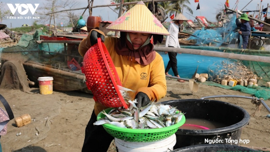 Ngư dân trúng đậm mùa cá trích, thu tiền triệu mỗi chuyến ra khơi